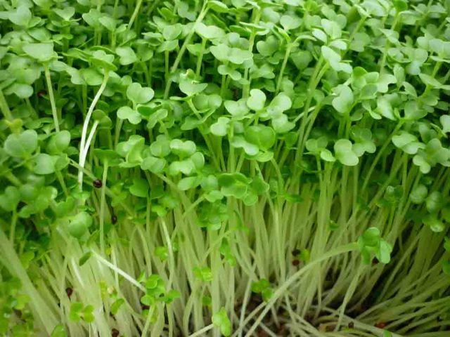 Hạt giống rau mầm Hương Nông