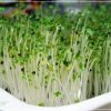 Phương pháp trồng rau mầm hiệu quả