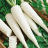 Hạt giống củ cải trắng F1 Long White Hương Nông