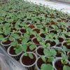 Đất sạch trồng rau giàu dinh dưỡng nhả chậm ECO N1 60dm³ (nguyên bao) | uom rau bang gia the eco n1