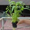 Chậu rọ nhựa trồng thủy canh đen tròn nhỏ