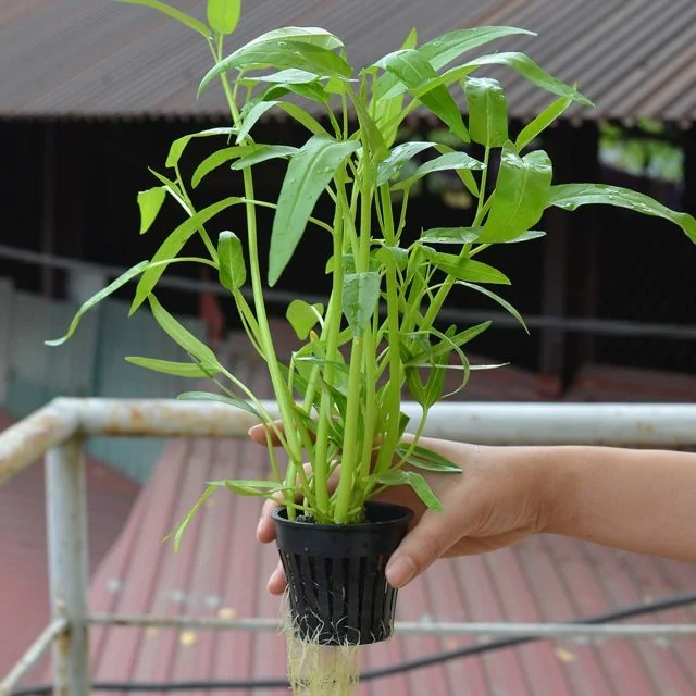 Chậu rọ nhựa trồng thủy canh đen tròn nhỏ