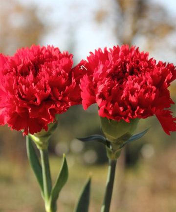 Hạt giống hoa cẩm chướng Carnation Hương Nông – 624