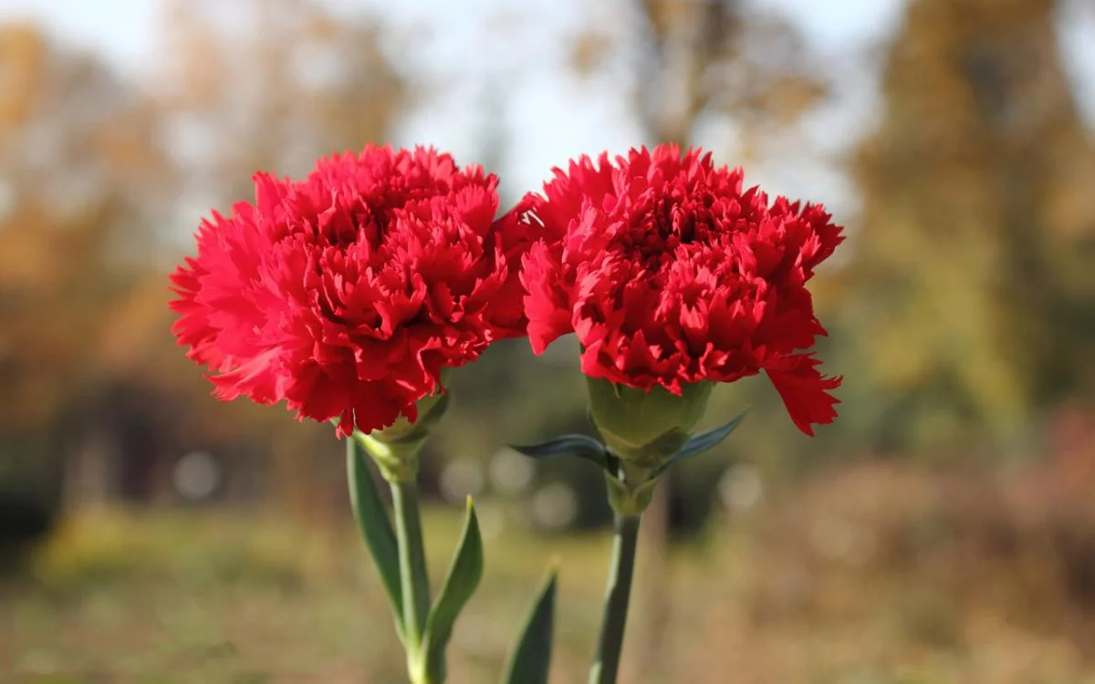 Hạt giống hoa cẩm chướng Carnation Hương Nông – 624