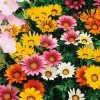 Hạt giống hoa cúc huân chương hỗn hợp Hương Nông