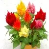 Hạt giống hoa mào gà lửa nhiều màu Hương Nông