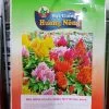 Hạt giống hoa mào gà lửa nhiều màu Hương Nông