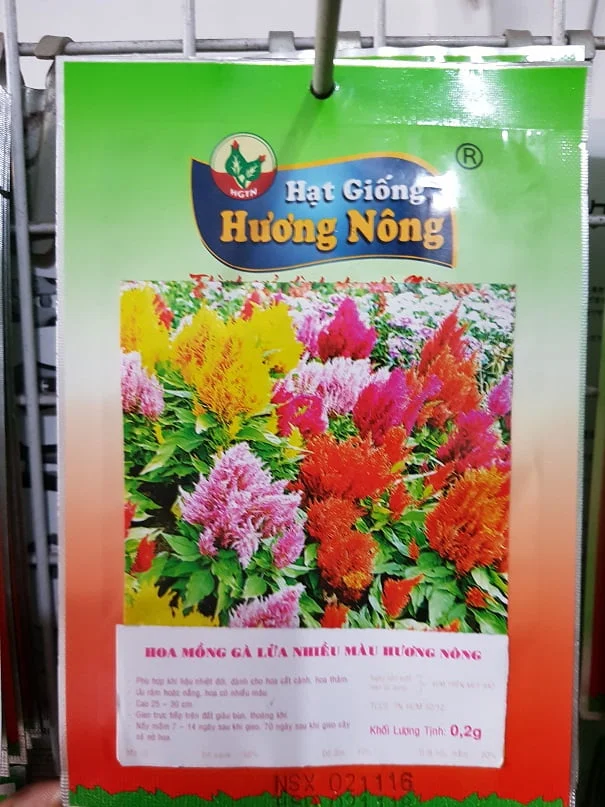 Hạt giống hoa mào gà lửa nhiều màu Hương Nông