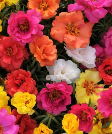 Hạt giống hoa mười giờ nhiều màu Portulaca Hương Nông-11