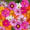 Hạt giống hoa sao nhái Cosmos Sensation Mixed Hương Nông