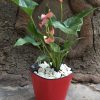 Chậu cây thông minh tự dưỡng vuông