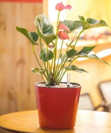 Chậu cây thông minh tự dưỡng vuông