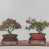 chậu oval chậu hạt hoài