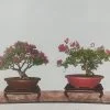 chậu oval chậu hạt hoài