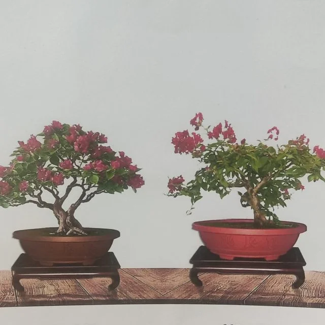 chậu oval chậu hạt hoài