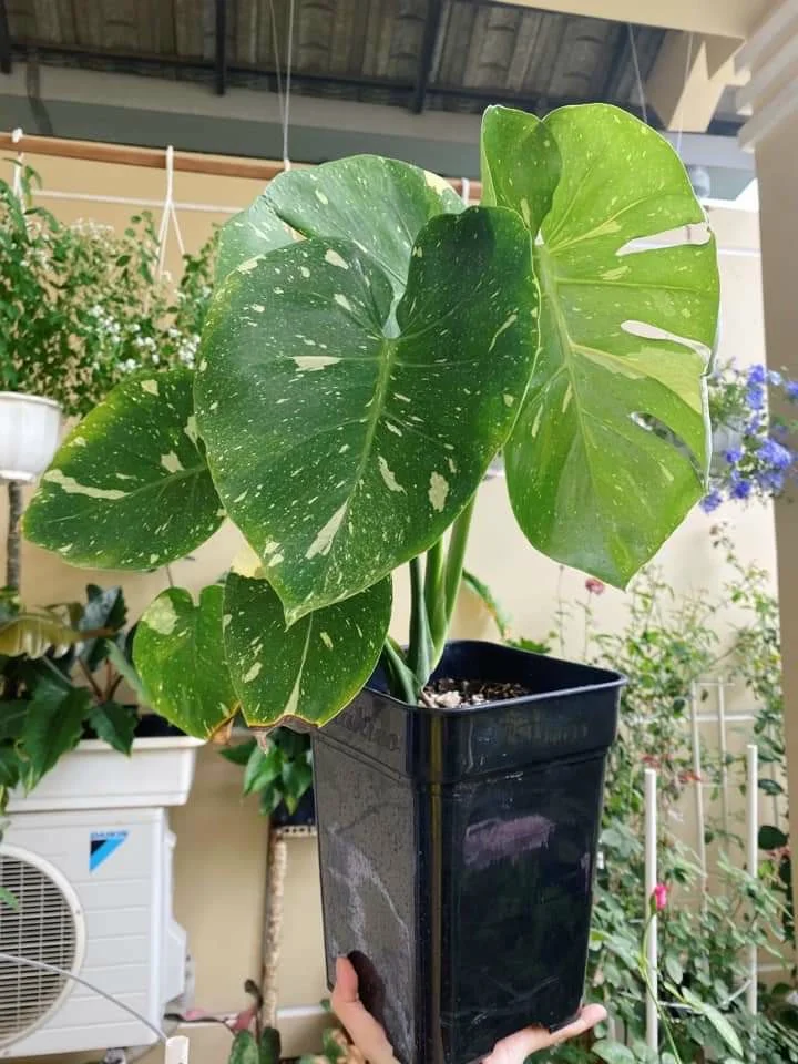 chậu vuông cao thakico