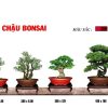 chậu bonsai chậu hạt hoài
