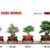 chậu bonsai chậu hạt hoài