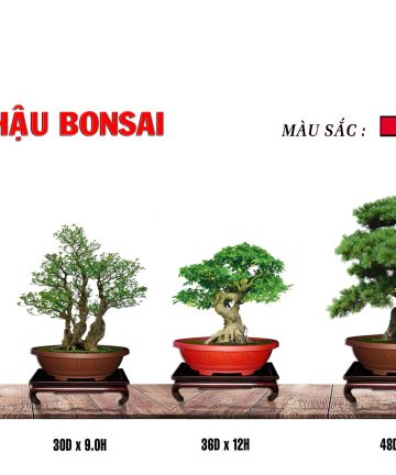 chậu bonsai chậu hạt hoài