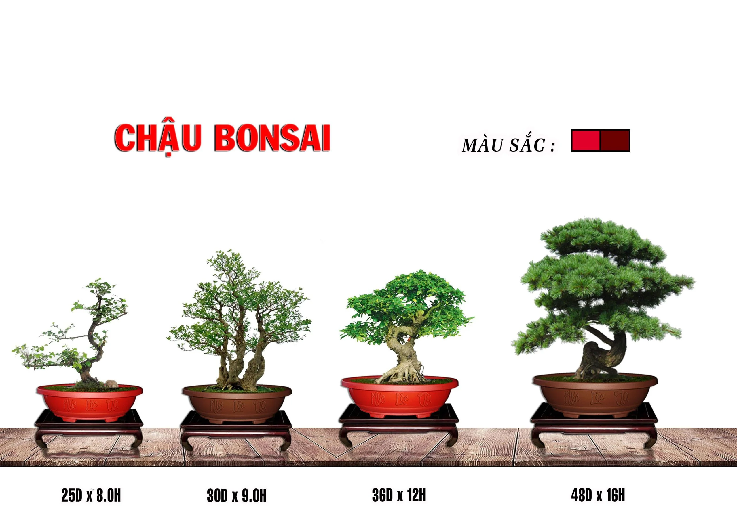 chậu bonsai chậu hạt hoài