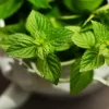 hạt giống rau bạc hà âu (húng lủi) hương nông | mentha piperita