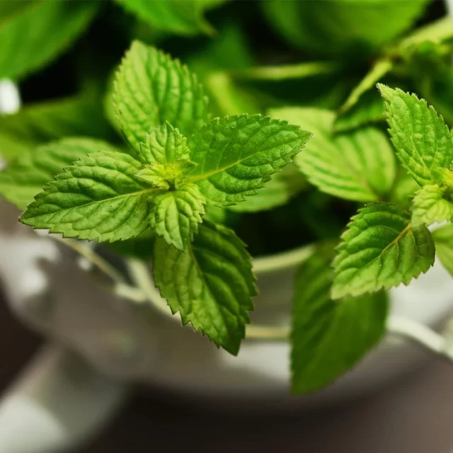 hạt giống rau bạc hà âu (húng lủi) hương nông | mentha piperita