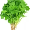 hạt giống rau ngò rí hương nông | coriander