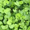 hạt giống rau má lá nhỏ hương nông