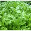 hạt giống rau tần ô hương nông chrysanthemum garlard