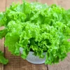 hạt giống xà lách cao sản 596 hương nông | lettuce yellow