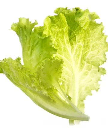 hạt giống xà lách cao sản vàng hương nông 1611 | lettuce yellow