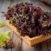 hạt giống xà lách tím hương nông | lettuce red sun