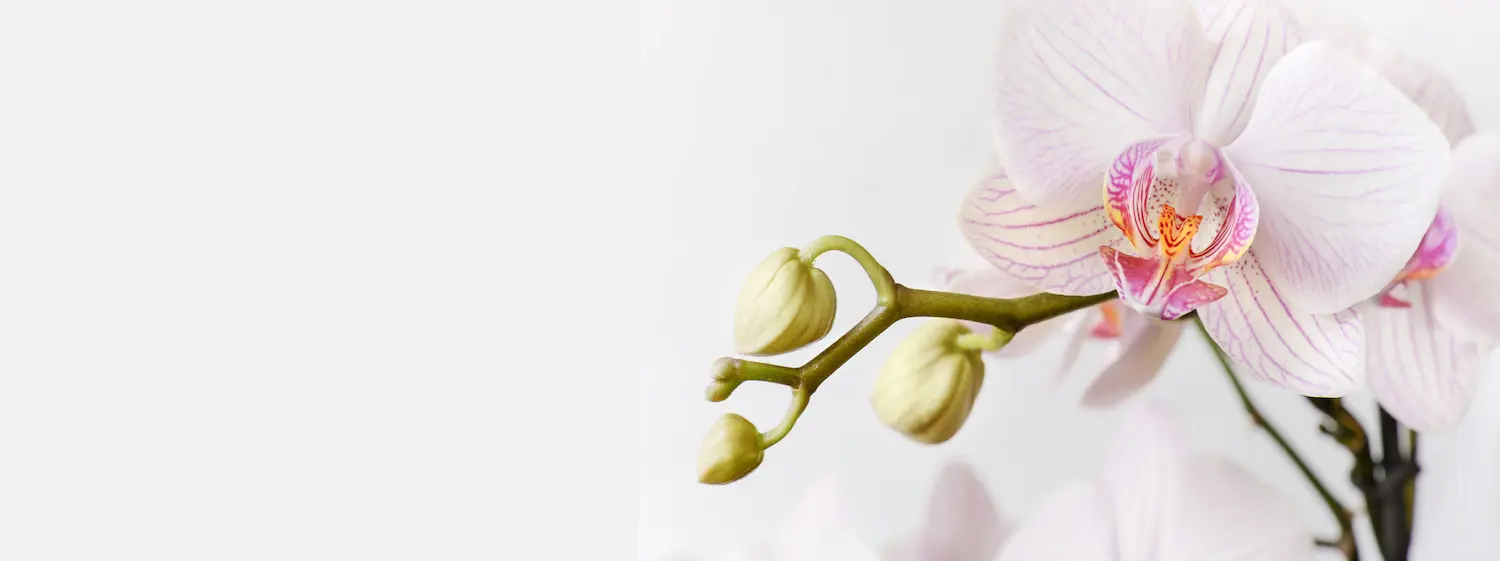 vat tu lan kieng la header