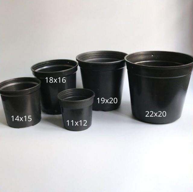 chậu kiểng lá thakico