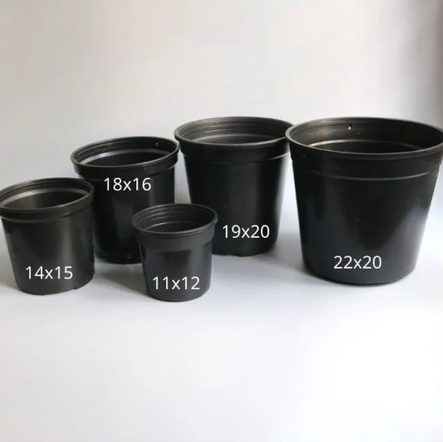 chậu kiểng lá thakico