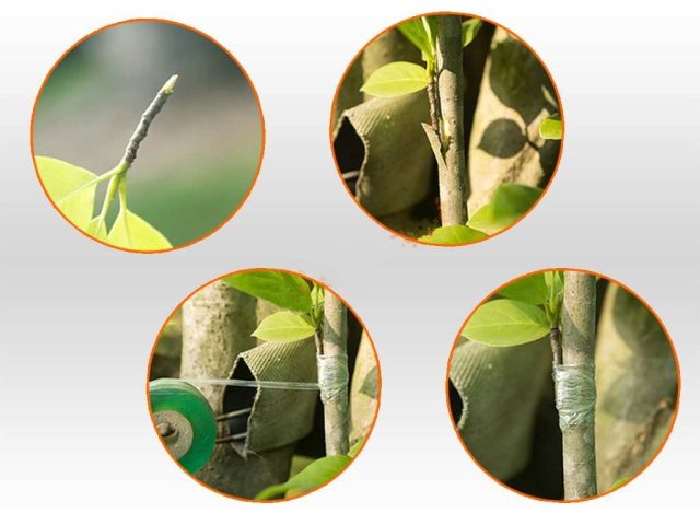 băng ghép cây tự hủy