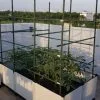Ống thép bọc nhựa làm giàn cây Nhật Bản | 6927