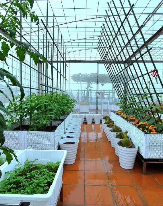 Ống thép bọc nhựa làm giàn cây Nhật Bản | 6928