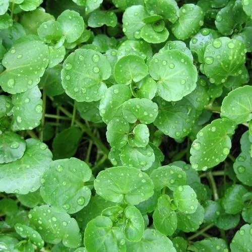 XÀ LÁCH XOONG MỸ HƯƠNG NÔNG 970WATER CRESS HN 970