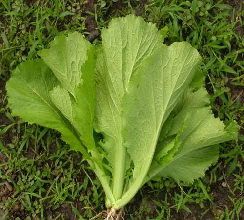 CẢI BẸ XANH MÀO GÀ HƯƠNG NÔNG SERRATED LEAVES GREEN MUSTARD