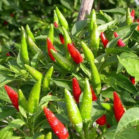 ỚT XIÊM HN 401 HOT PEPPER BIRD HN 401