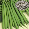 ĐẬU COVE HẠT TRẮNG DẠNG LEO HƯƠNG NÔNG BEAN CORA WHITE SEEDS | 7300