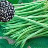 ĐẬU COVE HẠT ĐEN DẠNG LEO HƯƠNG NÔNG BEAN CORA BLACK SEEDS | 7302