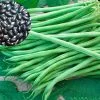 ĐẬU COVE HẠT ĐEN DẠNG LEO HƯƠNG NÔNG BEAN CORA BLACK SEEDS | 7302