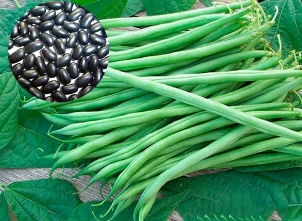 ĐẬU COVE HẠT ĐEN DẠNG LEO HƯƠNG NÔNG BEAN CORA BLACK SEEDS - Hình ảnh 2