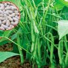 ĐẬU COVE HẠT TRẮNG DẠNG BỤI HƯƠNG NÔNG BEAN CORA WHITE SEEDS BUSH TYPE | 7307