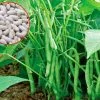 ĐẬU COVE HẠT TRẮNG DẠNG BỤI HƯƠNG NÔNG BEAN CORA WHITE SEEDS BUSH TYPE | 7307