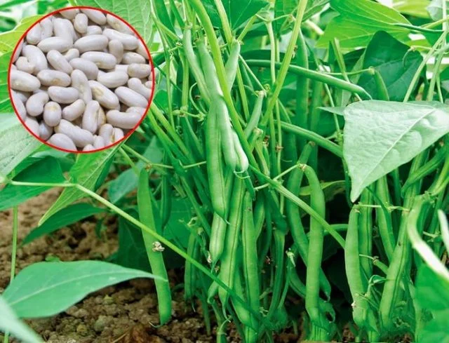 ĐẬU COVE HẠT TRẮNG DẠNG BỤI HƯƠNG NÔNG BEAN CORA WHITE SEEDS BUSH TYPE - Hình ảnh 2