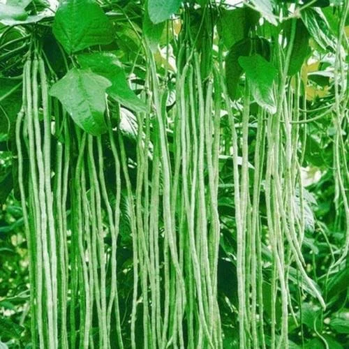 ĐẬU ĐŨA HỒNG ĐÀO HƯƠNG NÔNG