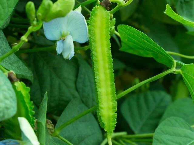 ĐẬU RỒNG TỨ QUÝ NGẮN NGÀY HƯƠNG NÔNG